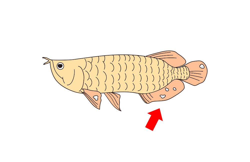 アロワナのイラストと尻びれを指す赤い矢印