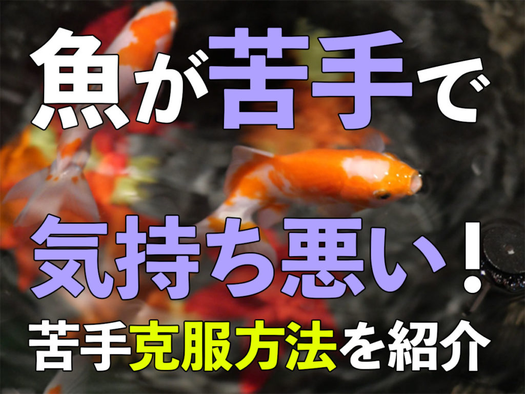 魚が気持ち悪い!理由と魚に親しむ方法!初めての飼育におすすめの魚も紹介のサムネイル画像
