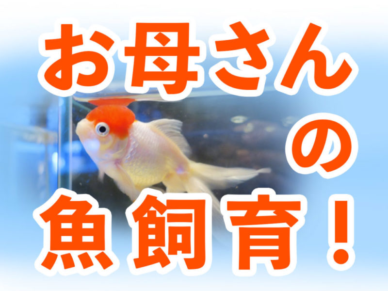 お母さんの魚飼育!の文字と水槽で泳ぐ金魚の見出し画像