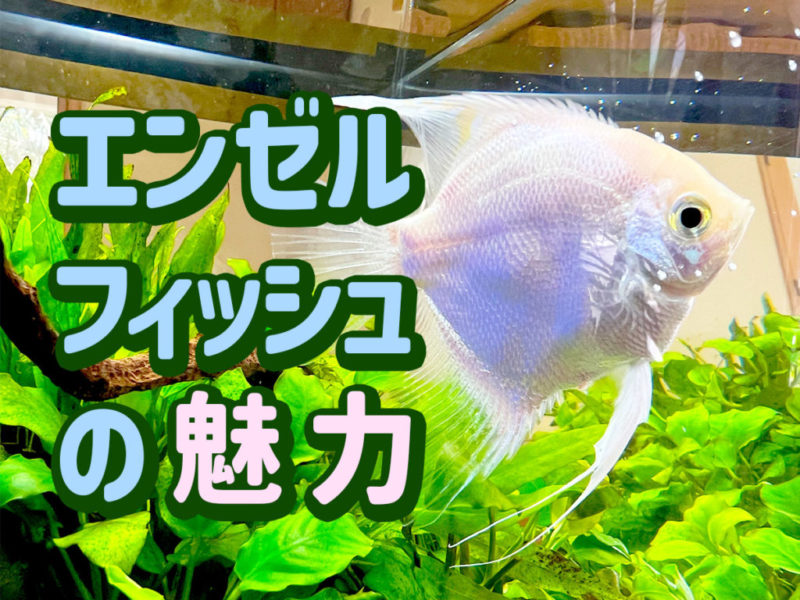 エンゼルフィッシュの魅力の文字と水槽を泳ぐ魚の画像
