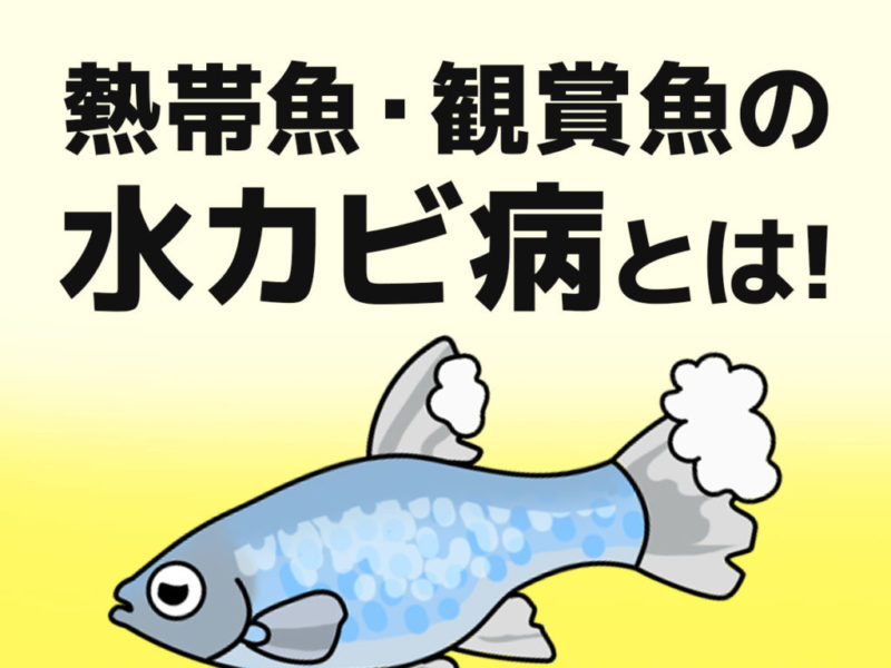 熱帯魚・観賞魚の水カビ病とは！の文字と魚のイラスト