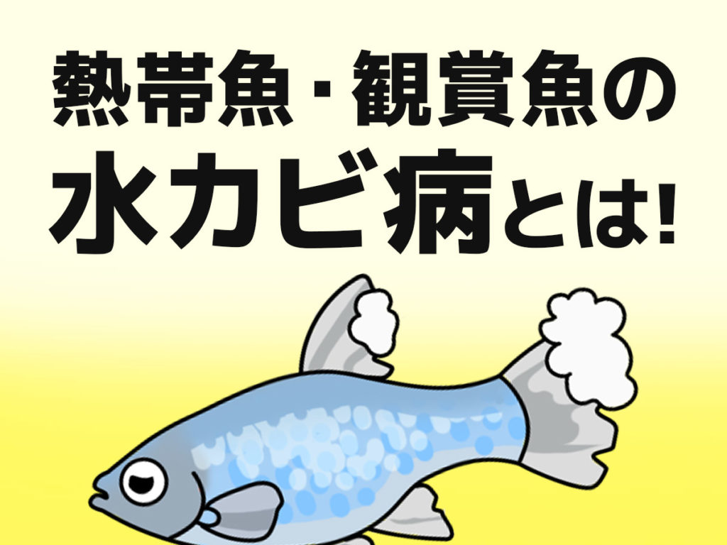 魚の水カビ病とは！症状と原因から薬浴などの治療法・予防方法を解説のサムネイル画像