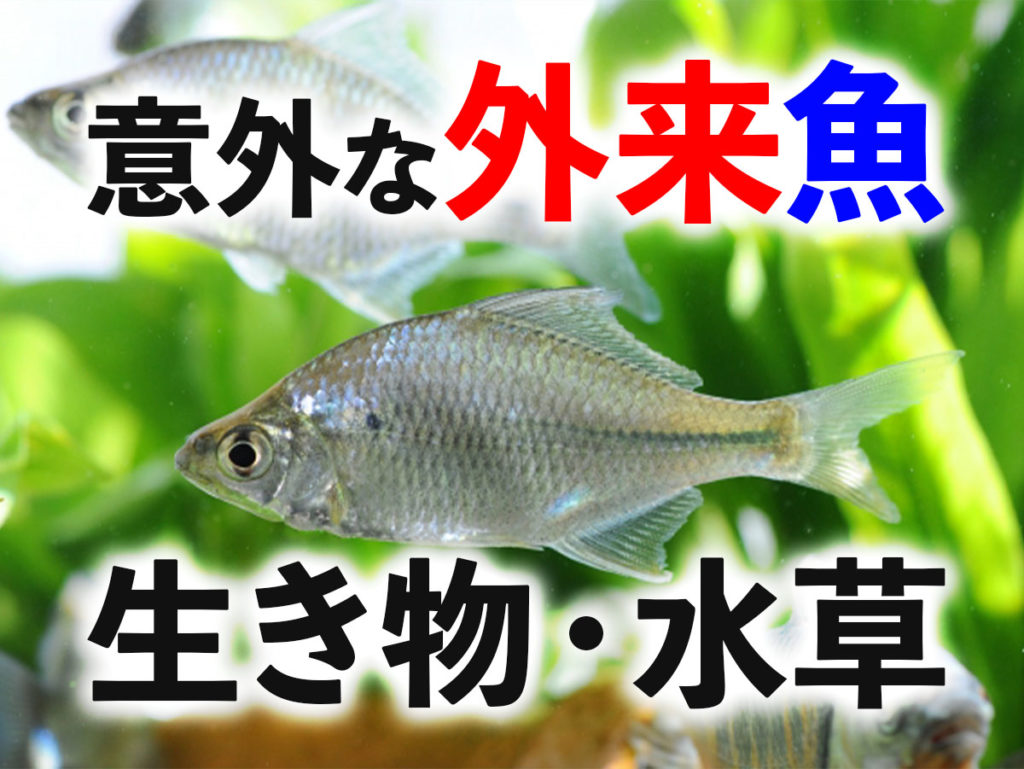 意外な外来魚・生き物・水草10種！身近だけど実は外来生物な種類のサムネイル画像