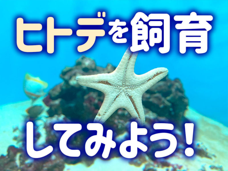 ヒトデを飼育してみよう！の文字と水槽内のヒトデの見出し画像