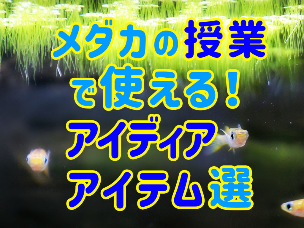 めだかの授業で使えるアイディア・アイテム10選!メダカに親しもう!のサムネイル画像