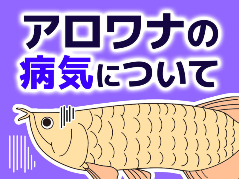 アロワナの病気についての文字と魚のイラストの見出し画像