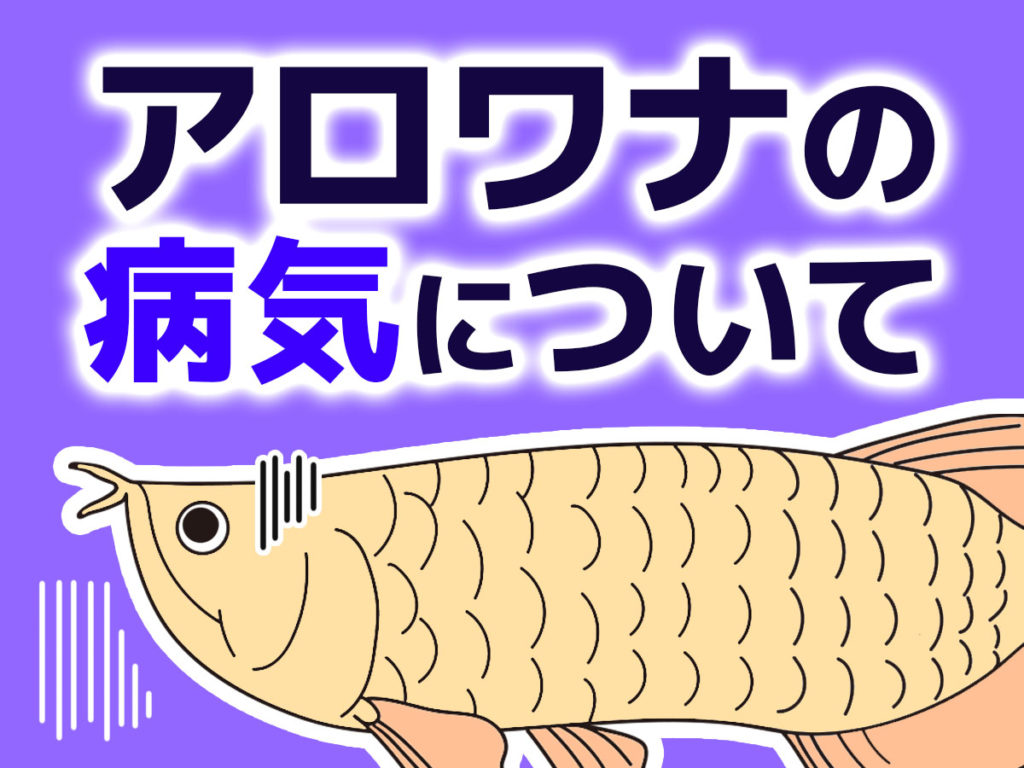 アロワナの病気と対処方法！ヒレ・目・エラめくれなど症状や予防策を解説のサムネイル画像