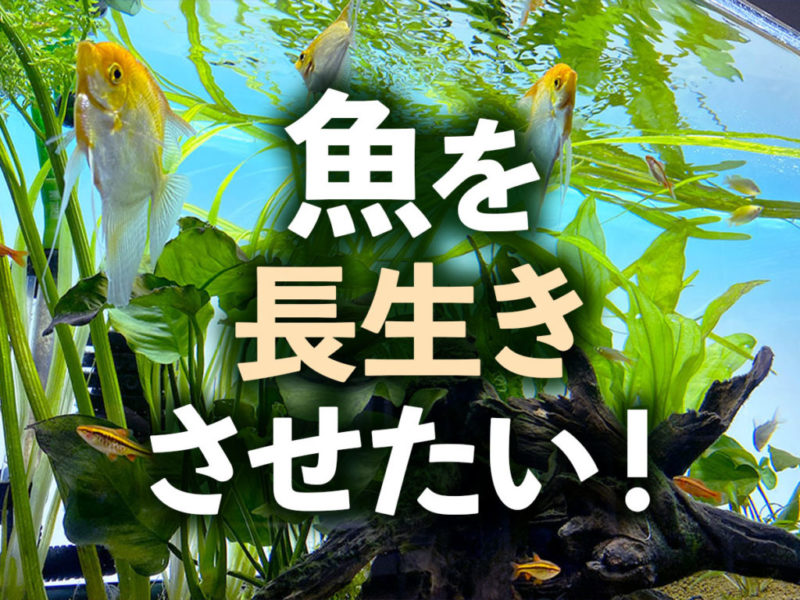 魚を長生きさせたい!の文字と水草水槽を泳ぐ魚の見出し画像