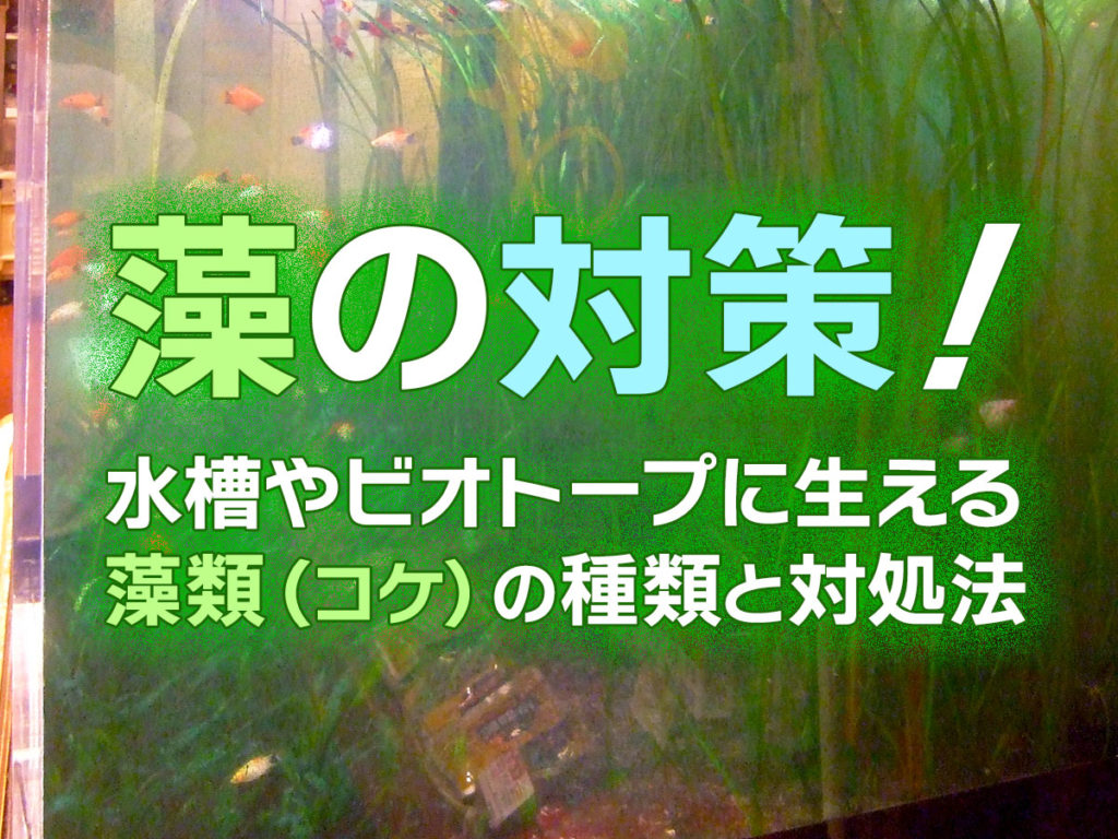 藻の対策！水槽・ビオトープに生えるコケ・藻類をきれいに抑える方法のサムネイル画像