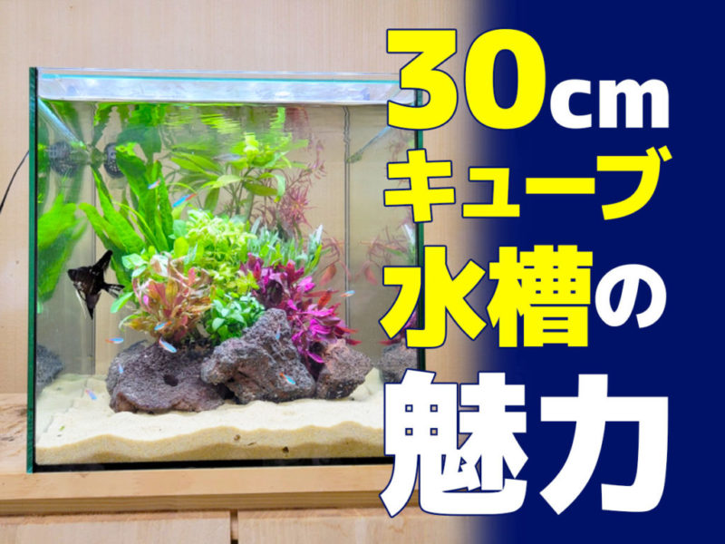 30cmキューブ水槽の魅力と書かれたアイキャッチ画像
