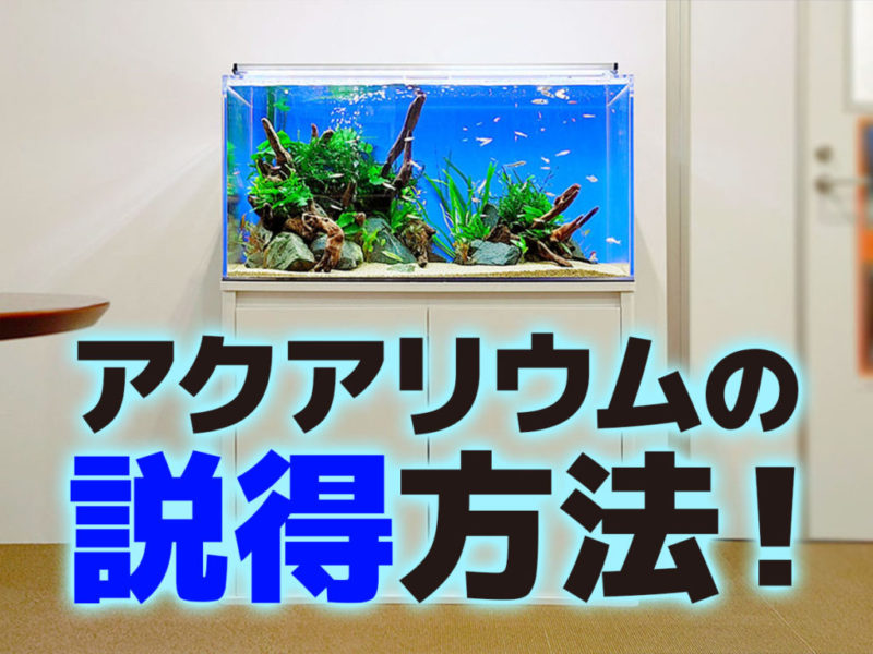アクアリウムの説得方法の文字と流木レイアウト水槽の見出し画像