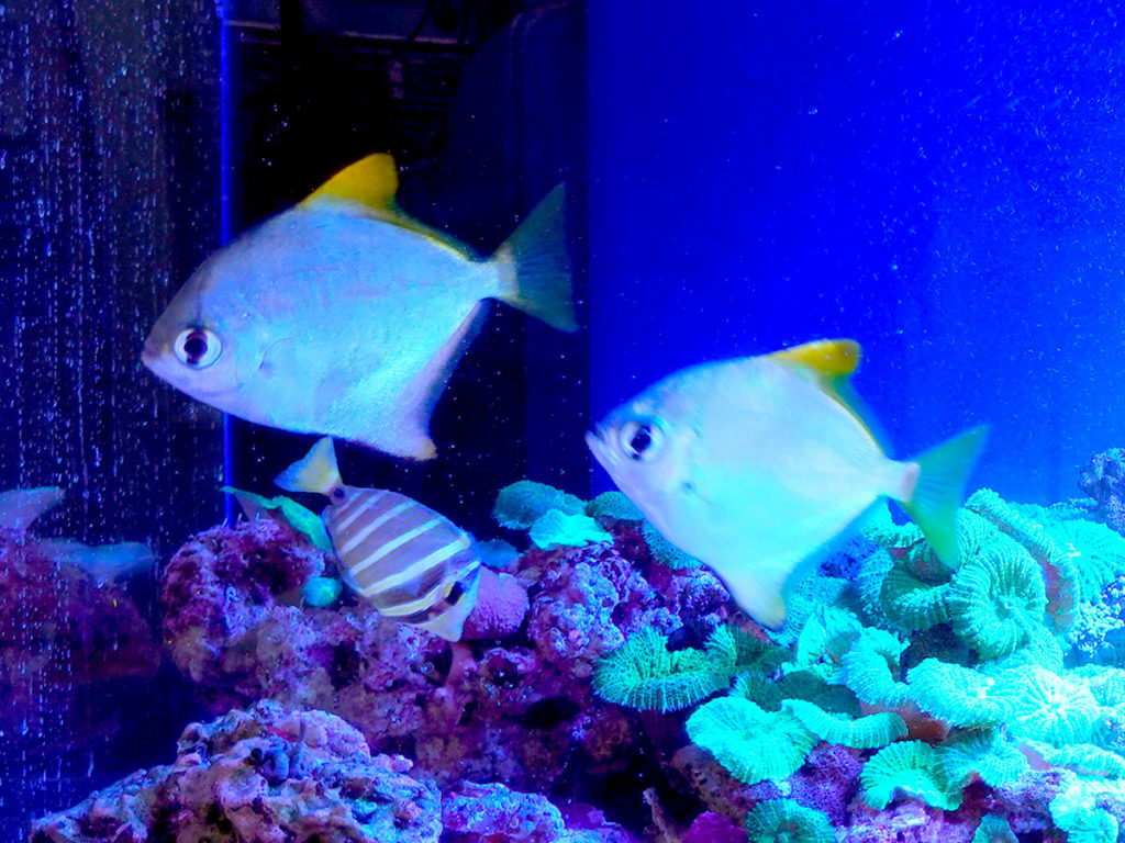青い照明の水槽を泳ぐ海水魚とサンゴの岩組み
