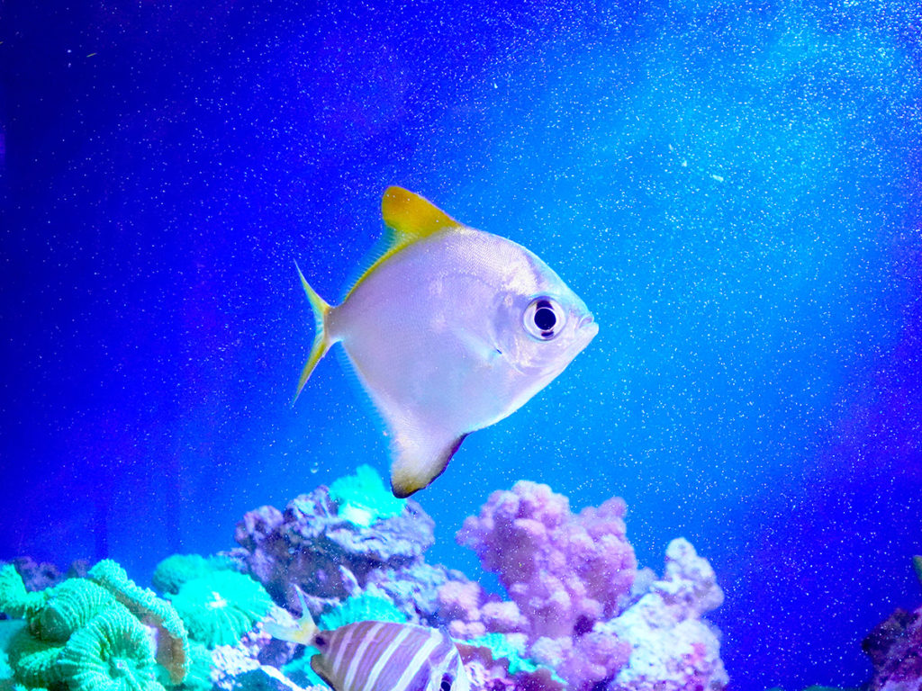 青い背景の水槽を泳ぐ銀色の海水魚とサンゴ礁