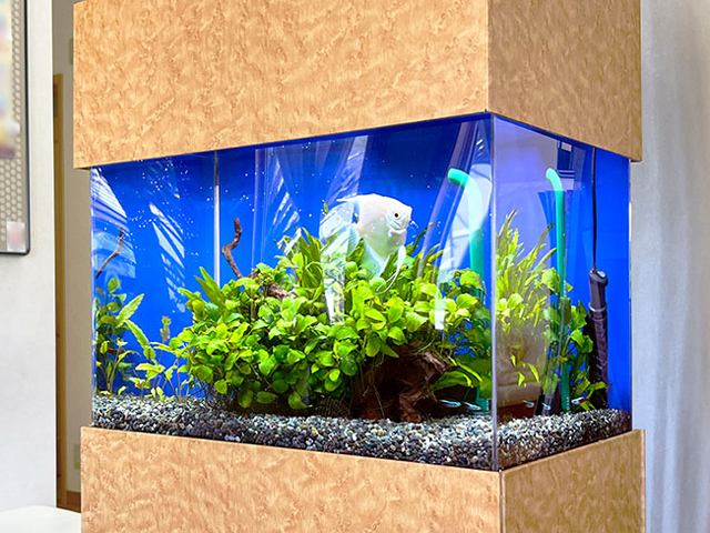 木目調カバーの水槽で泳ぐエンゼルフィッシュと水草
