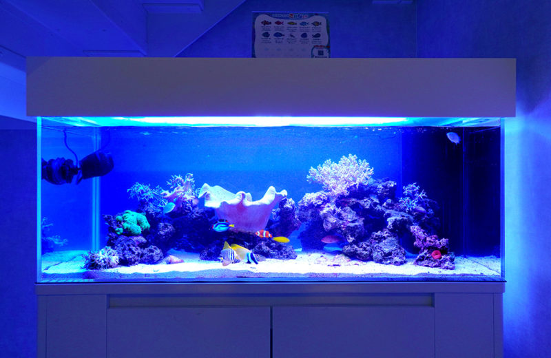 個人宅様にサンゴ水槽一式を販売!定期メンテナンスの120cm水槽 水槽画像3