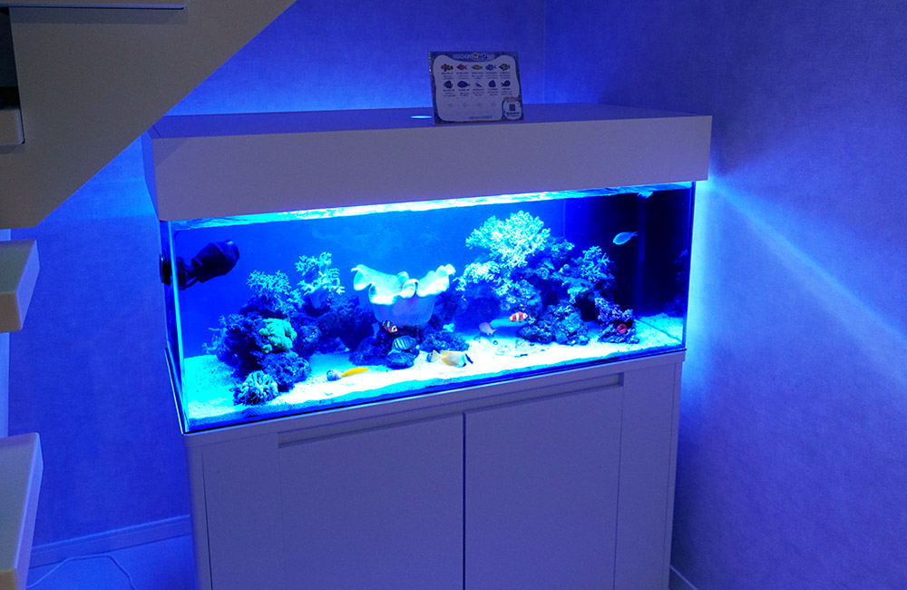青い照明に照らされた海水魚水槽と白い水槽台