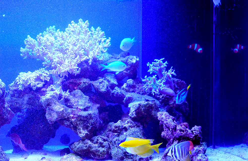 サンゴと海水魚が泳ぐ青い照明の海水魚水槽