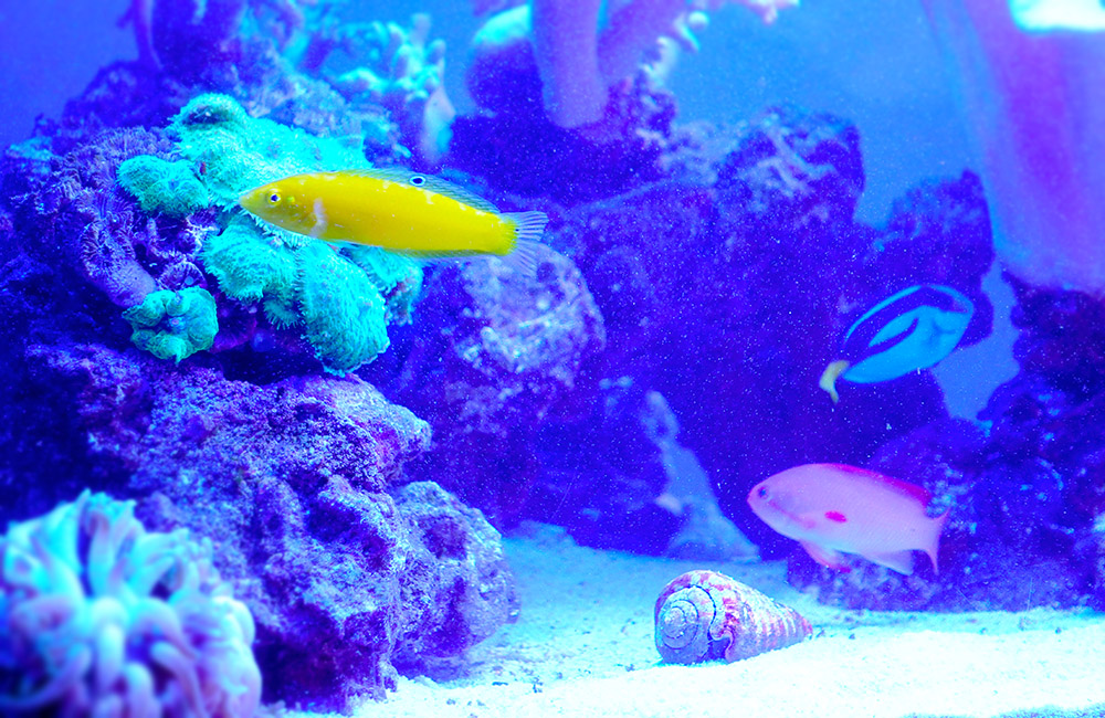 青い照明の海水魚水槽を泳ぐ黄色やピンクの熱帯魚とサンゴ