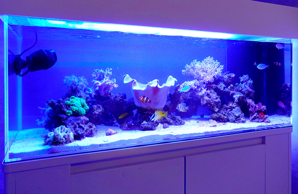青い照明に照らされた海水魚とサンゴの大型水槽