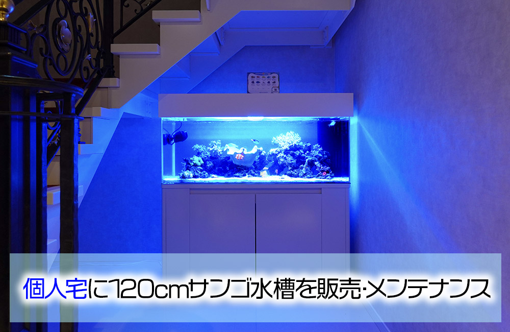 個人宅様にサンゴ水槽一式を販売！定期メンテナンスの120cm水槽のサムネイル画像