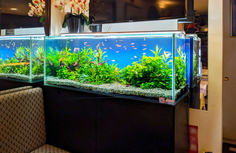 飲食店様の120cm淡水水槽その後!月1メンテナンスで管理しています 水槽画像3