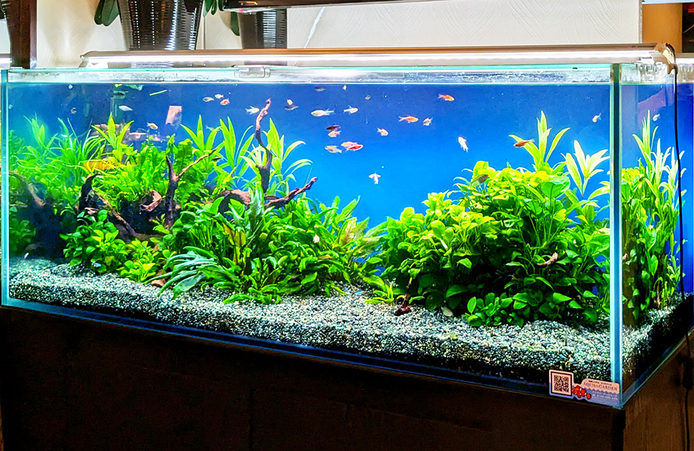 水草が茂る大型水槽を泳ぐネオンテトラの仲間と小型魚