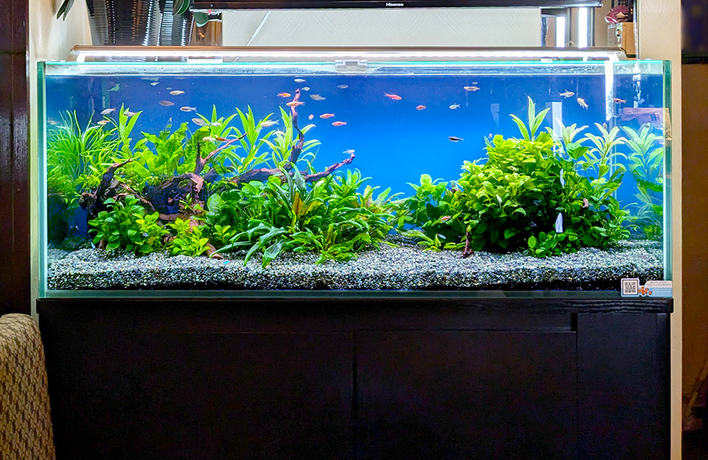水草と小型魚が泳ぐ青い背景の大型水槽レイアウト
