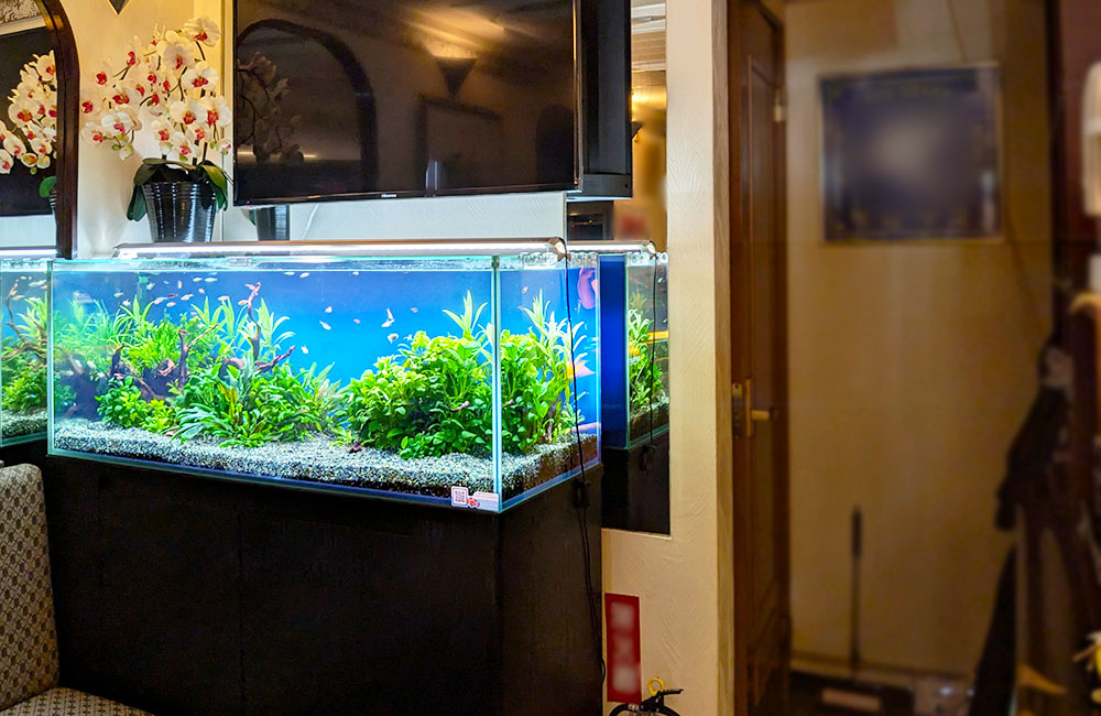 水草が茂る大型水槽と泳ぐ小型カラシンの仲間たち