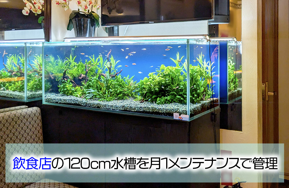 飲食店様の120cm淡水水槽その後!月1メンテナンスで管理していますのサムネイル画像