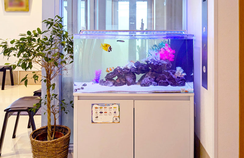 ファミリークリニック様の90cm海水魚水槽を管理!その後の様子 水槽画像2