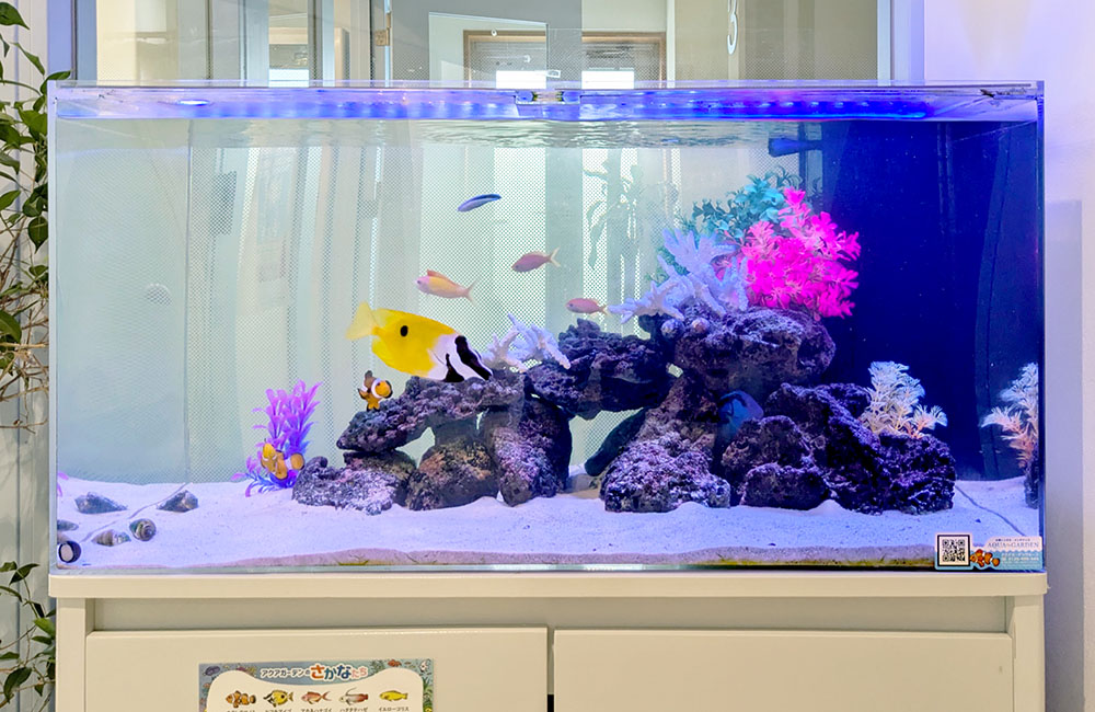 海水魚と人工サンゴが泳ぐ青い照明のレンタル水槽