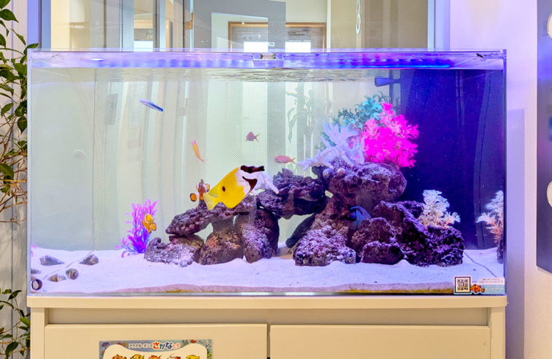 ファミリークリニック様の90cm海水魚水槽を管理!その後の様子 水槽画像3
