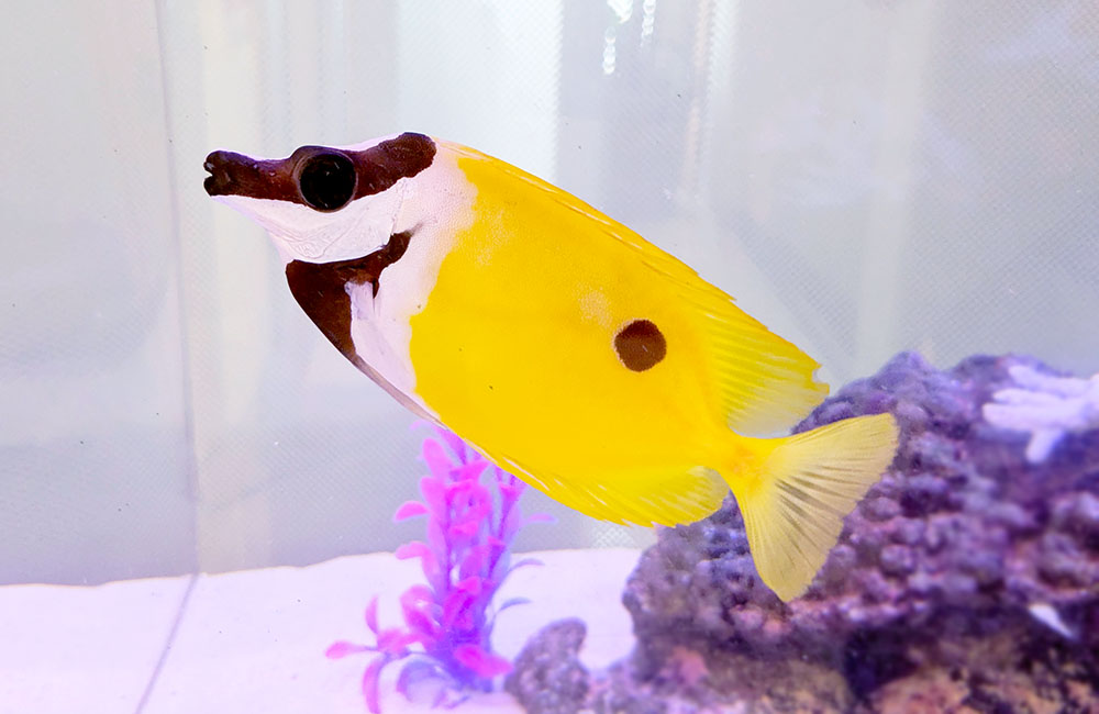 黄色い体色と黒い斑点がある海水魚のヒフキアイゴ