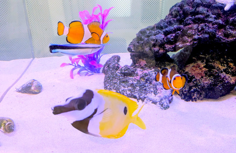 ファミリークリニック様の90cm海水魚水槽を管理!その後の様子 水槽画像4