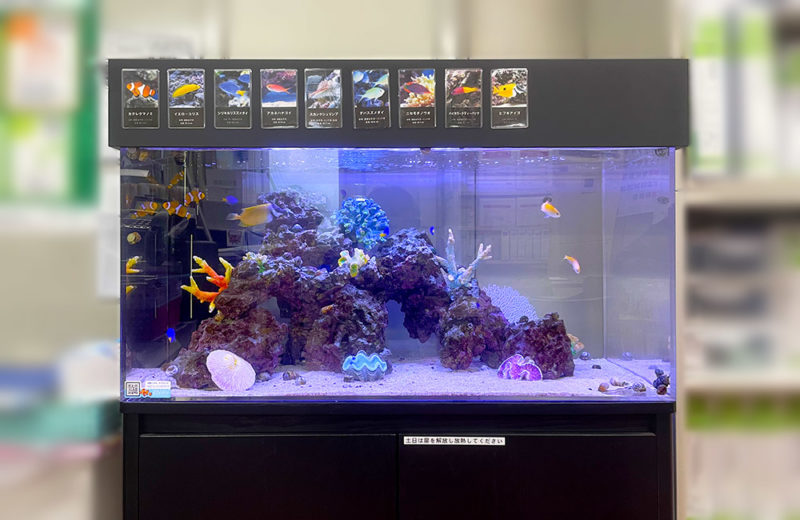 企業様の事務所に90cm海水魚水槽をレンタル!大きな岩組が特徴です 水槽画像3