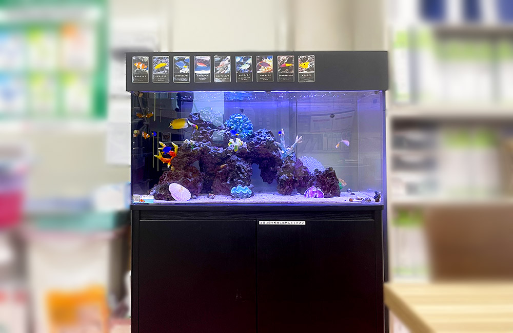 ライブロックと海水魚を泳がせた黒い水槽台付きの海水水槽