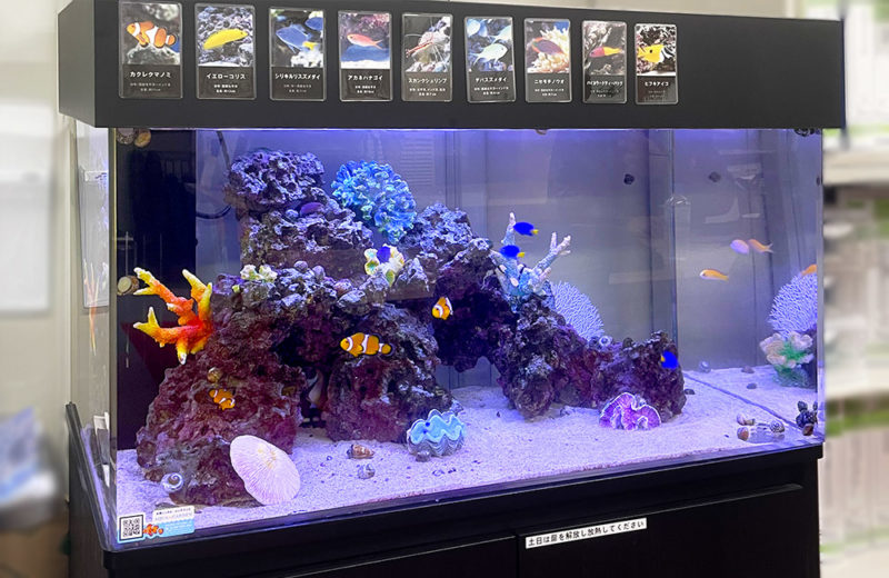 企業様の事務所に90cm海水魚水槽をレンタル!大きな岩組が特徴です 水槽画像2
