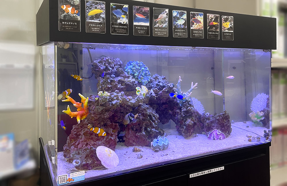 生体紹介パネル付きの海水魚水槽とライブロックのレイアウト