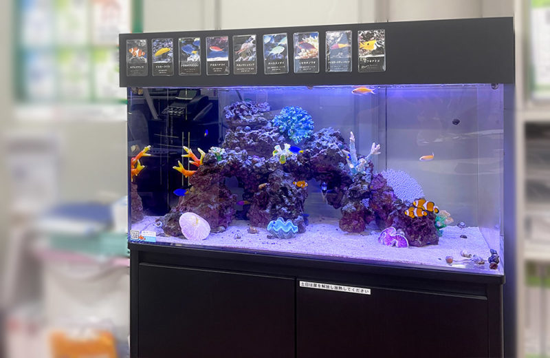 企業様の事務所に90cm海水魚水槽をレンタル!大きな岩組が特徴です 水槽画像5