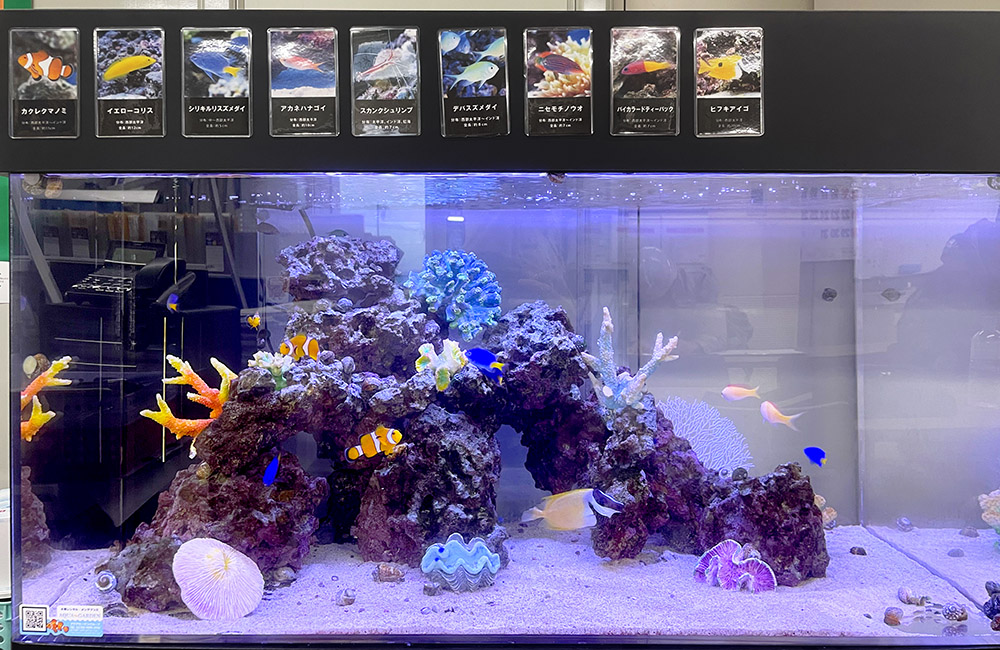 魚の紹介パネルが並ぶ海水魚水槽とライブロックのレイアウト