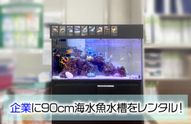 企業様の事務所に90cm海水魚水槽をレンタル！大きな岩組が特徴です