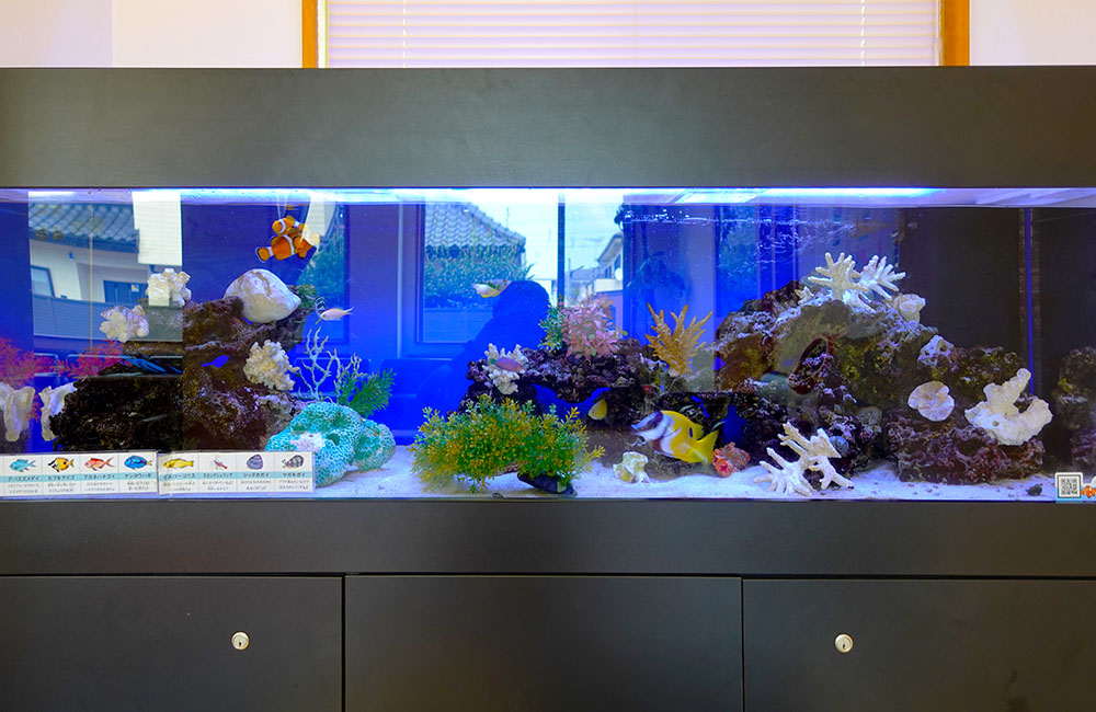 海水魚とサンゴが泳ぐ大型の横長水槽レイアウト
