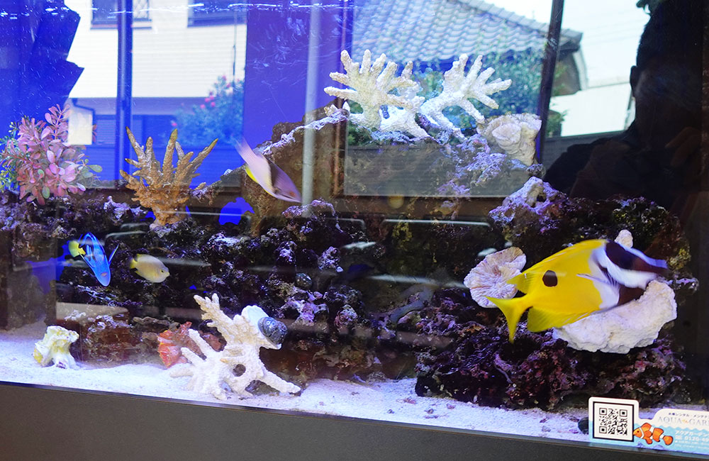 黄色い海水魚と白いサンゴが配置された海水魚水槽