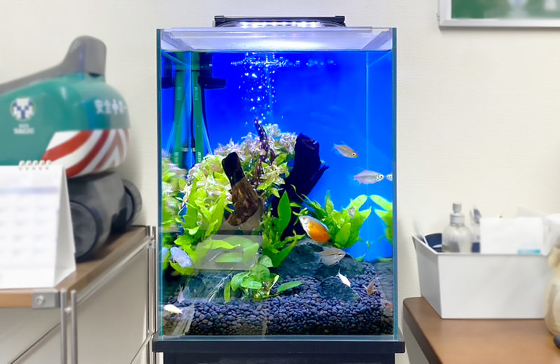 オフィスに設置!省スペースで楽しめる30cm淡水魚水槽のレンタル事例 水槽画像2