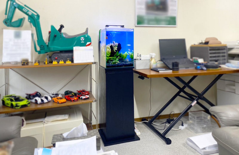 オフィスに設置!省スペースで楽しめる30cm淡水魚水槽のレンタル事例 水槽画像3