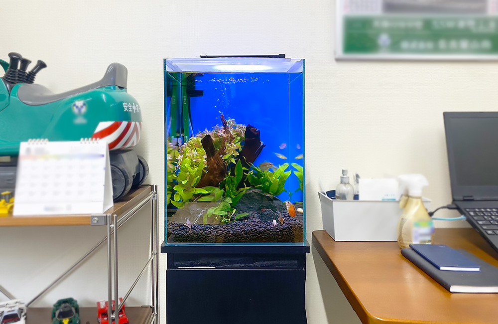 流木と水草を配置した青い背景の小型淡水魚水槽