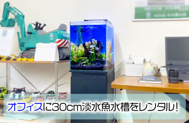 オフィスに設置!省スペースで楽しめる30cm淡水魚水槽のレンタル事例 水槽画像1