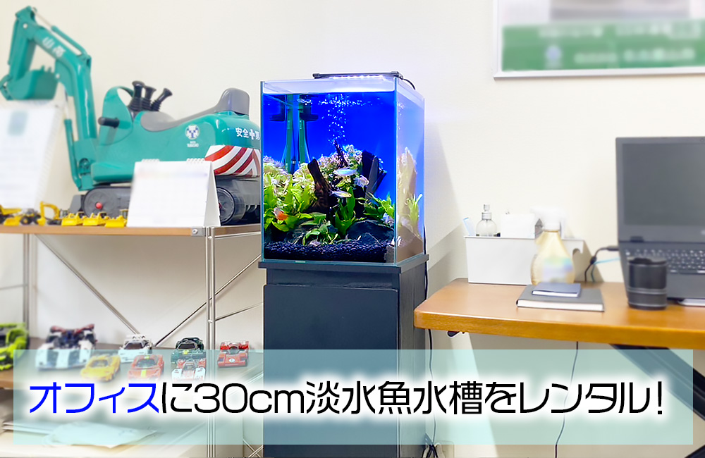 オフィスに設置！省スペースで楽しめる30cm淡水魚水槽のレンタル事例のサムネイル画像