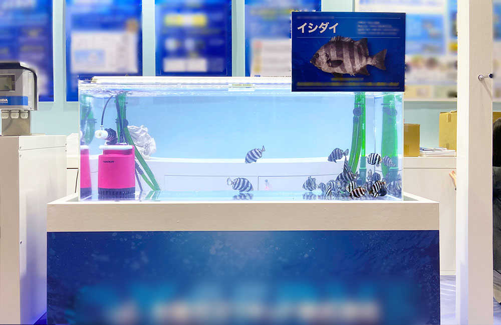 イシダイの解説パネルがある展示水槽と泳ぐ魚たち