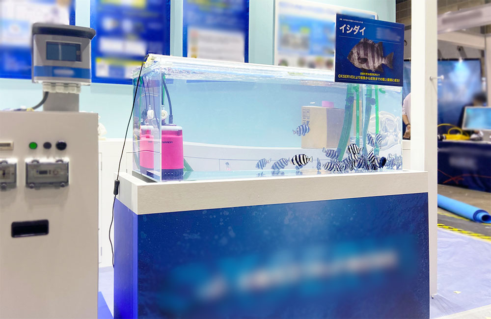 イシダイのパネルと魚が泳ぐ展示水槽の全景